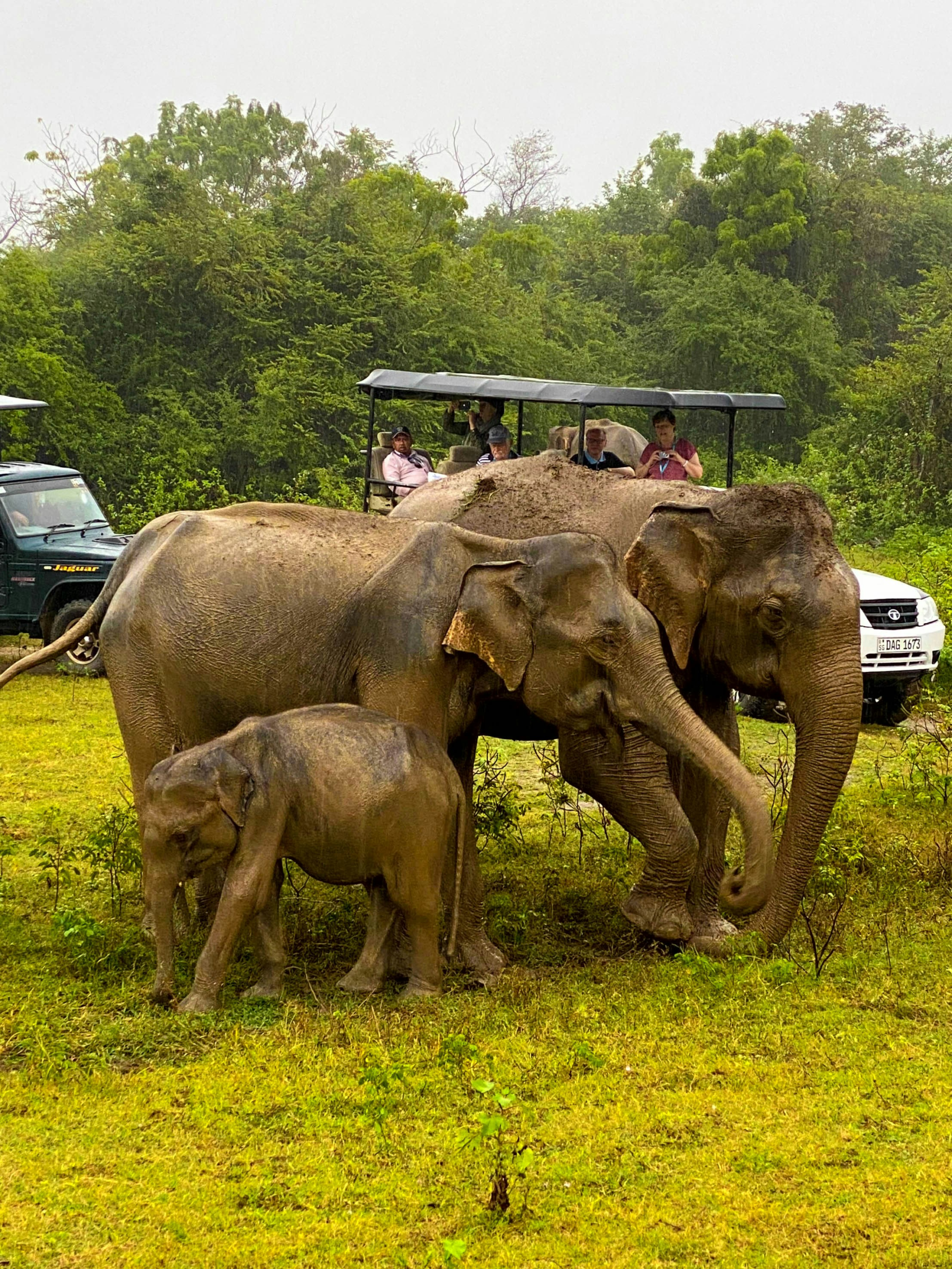 Udawalawe.webp